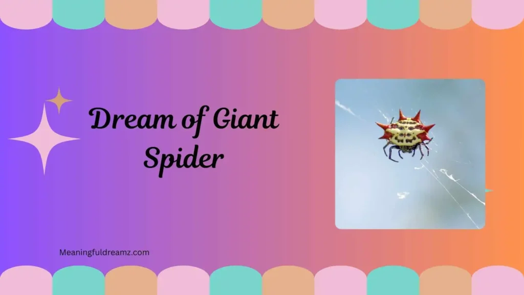 Orb Weaver Spider in Dream
