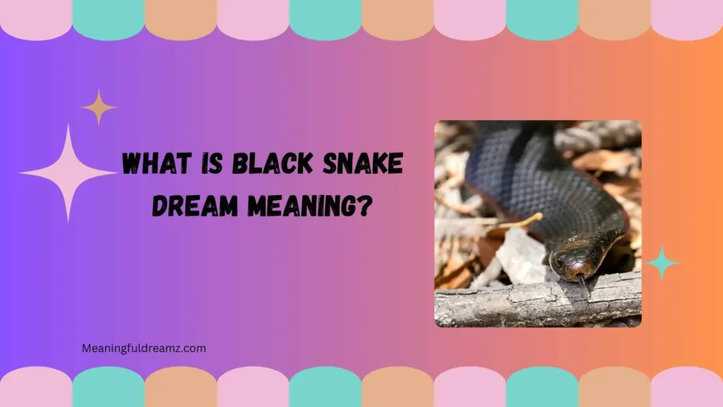What Is Black Snake Dream Meaning?