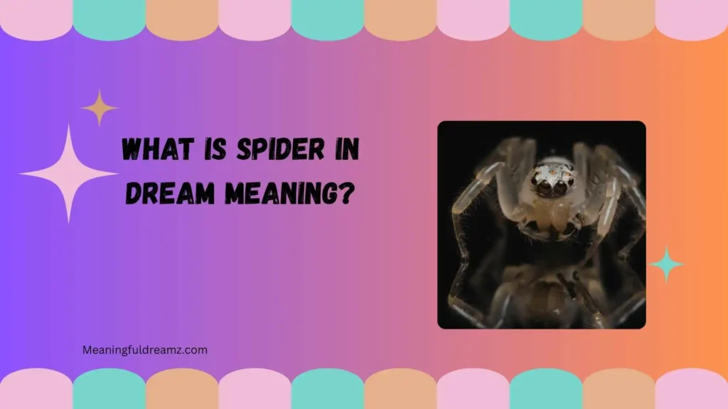 What Is Spider in Dream Meaning