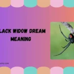 black widow dream meaning
