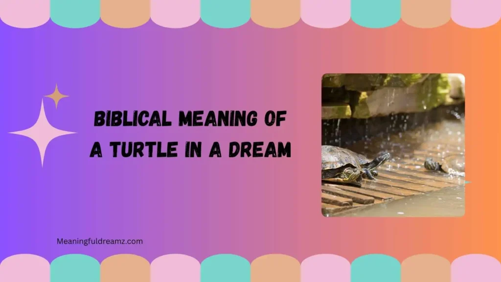 Common Features and Symbolic Meanings of Turtle Dreams