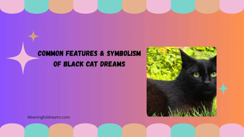 Common Features & Symbolism of Black Cat Dreams