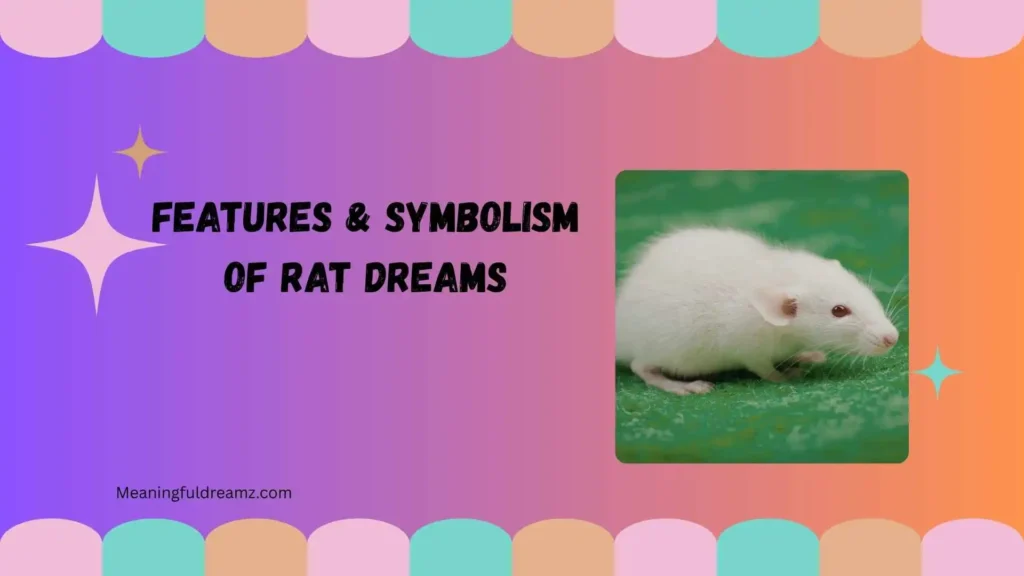Features & Symbolism of Rat Dreams