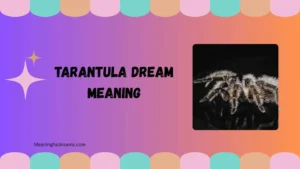 tarantula dream meaning