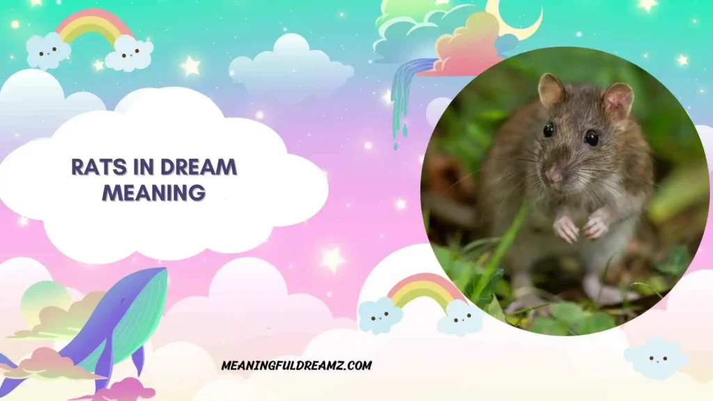 What does it mean to dream about rats running around