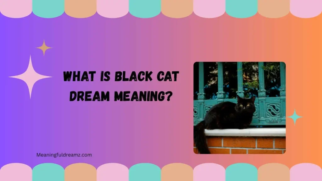 What Is Black Cat Dream Meaning?