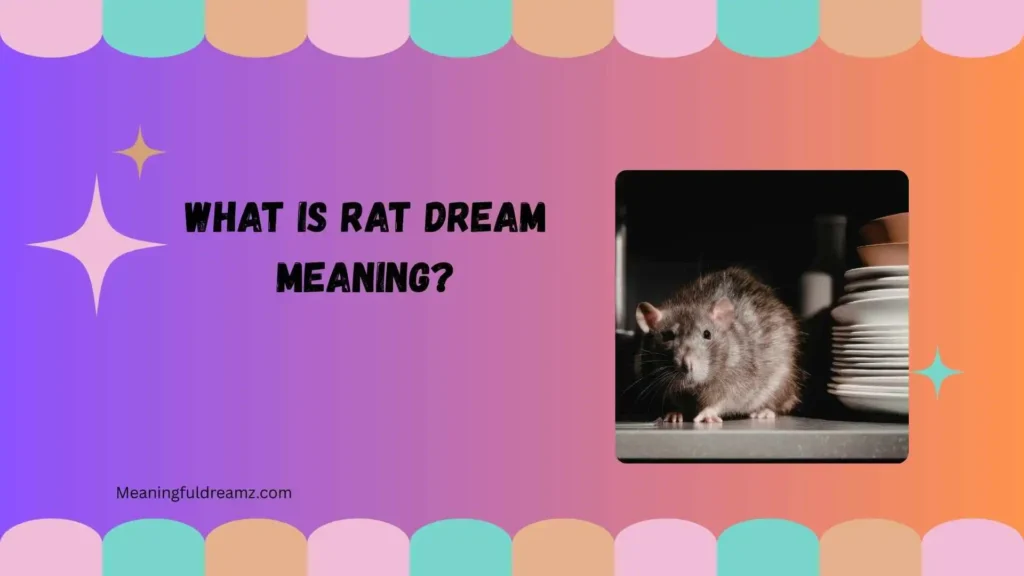 What Is Rat Dream Meaning?