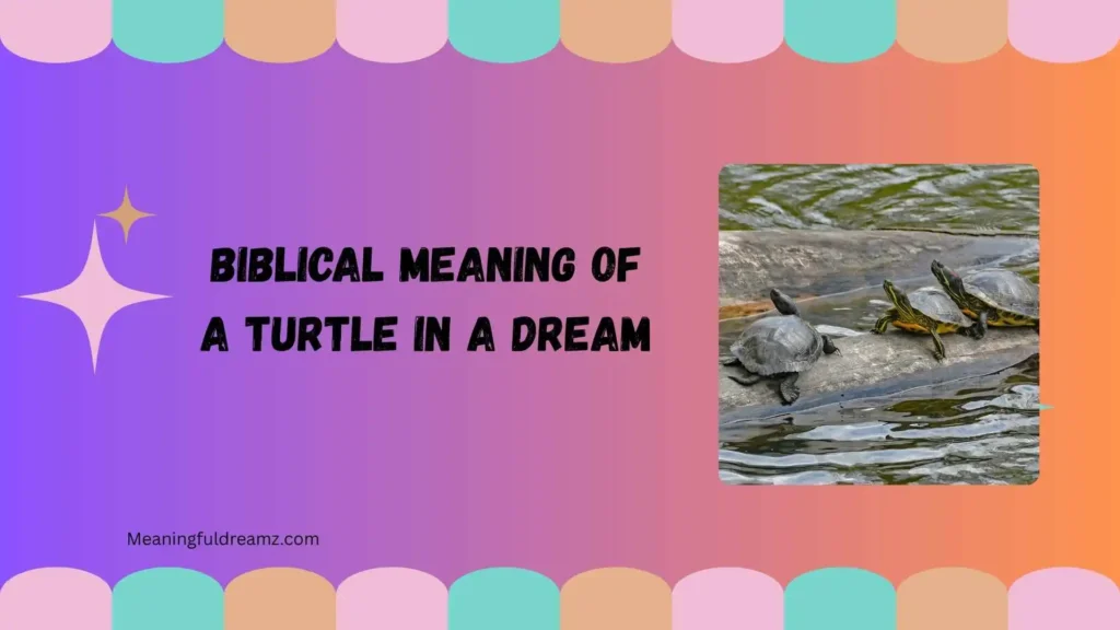 What Is the Biblical Meaning of a Turtle in a Dream?