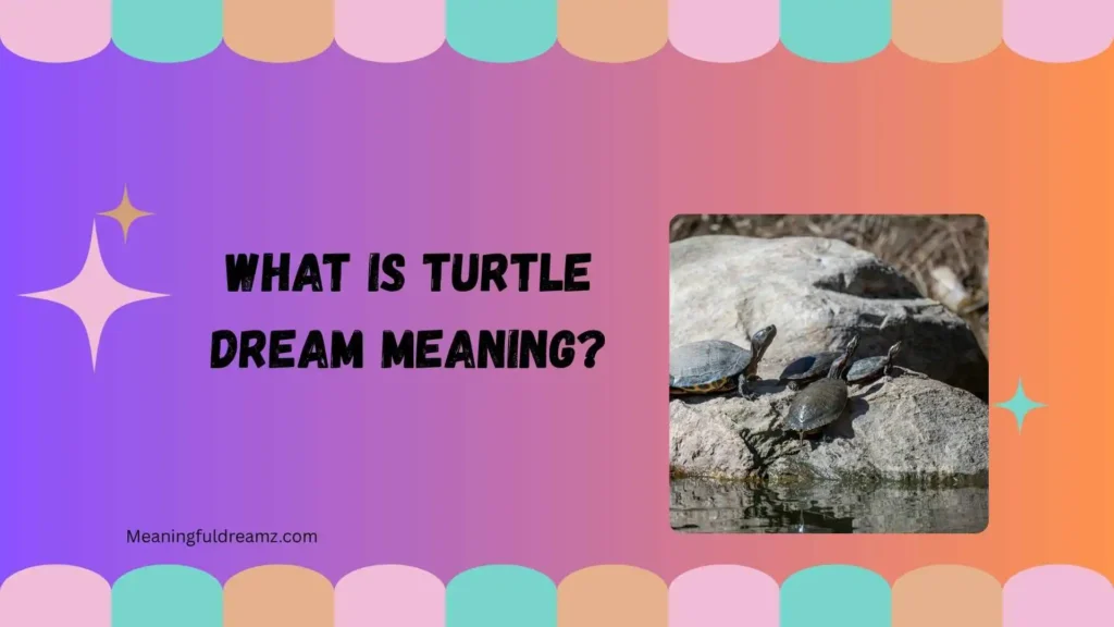 What Is Turtle Dream Meaning?