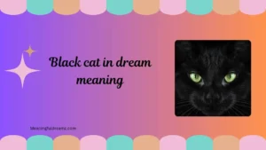 black cat in dream meaning