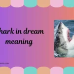 shark in dream meaning