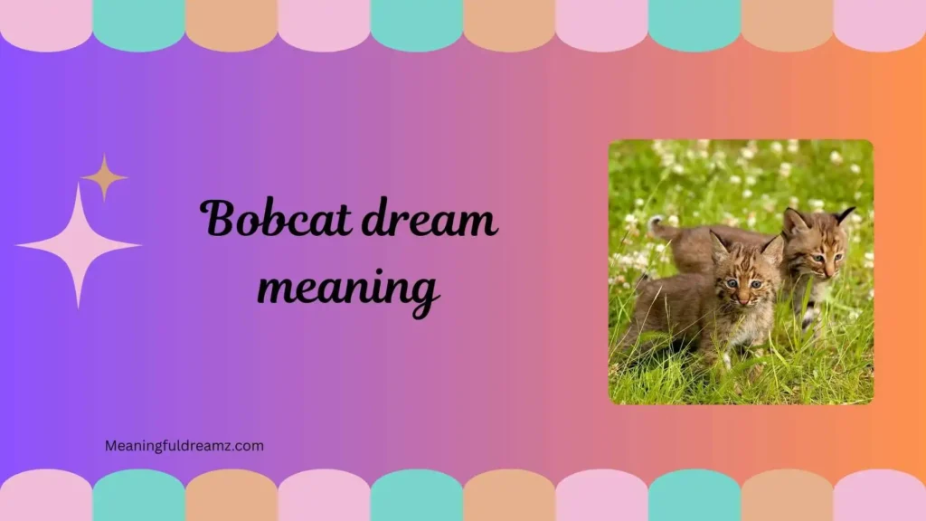 Types and Variations of Bobcat Dreams