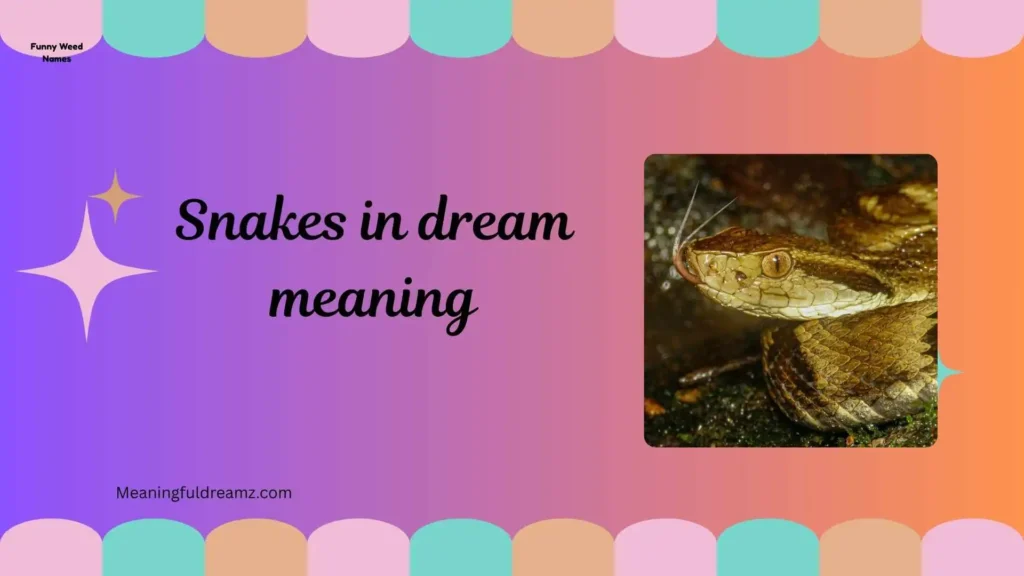 Types / Categories / Variations of Snake Dreams